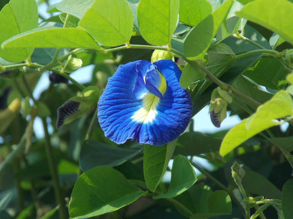 Butterfly_Pea_-_152429.jpg - 171.40 kB