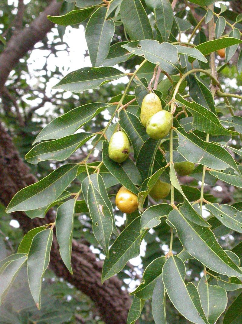 Hog_plum-152270.jpg - 215.43 kB