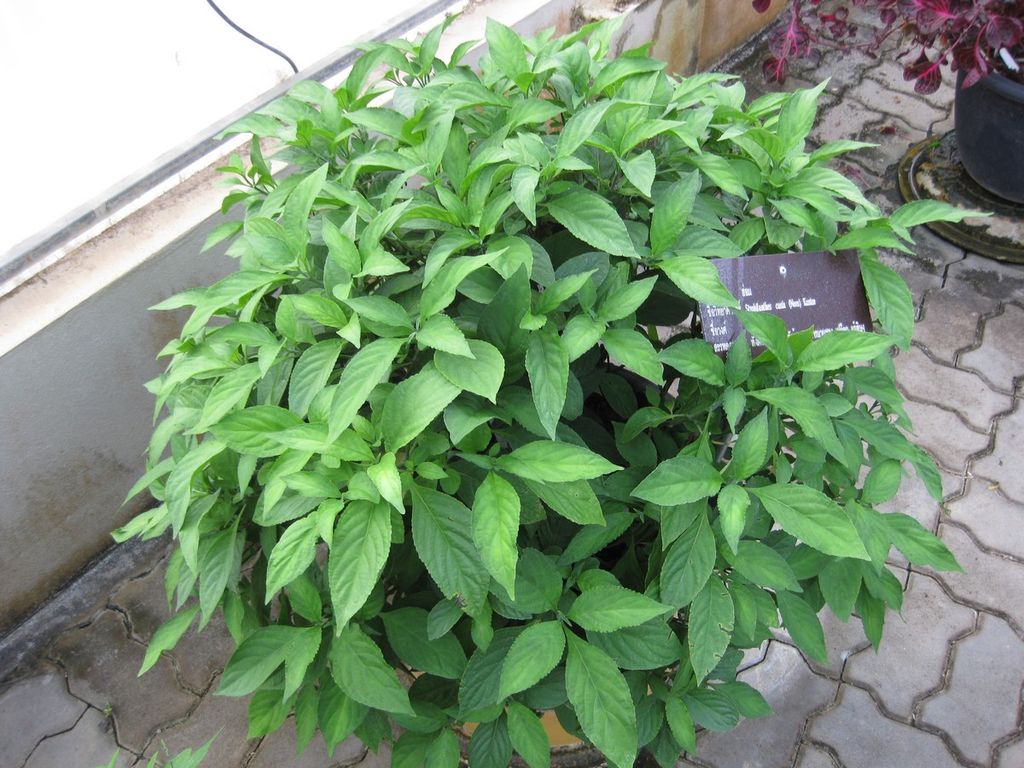 Horm_Herbs-152105.jpg - 153.85 kB