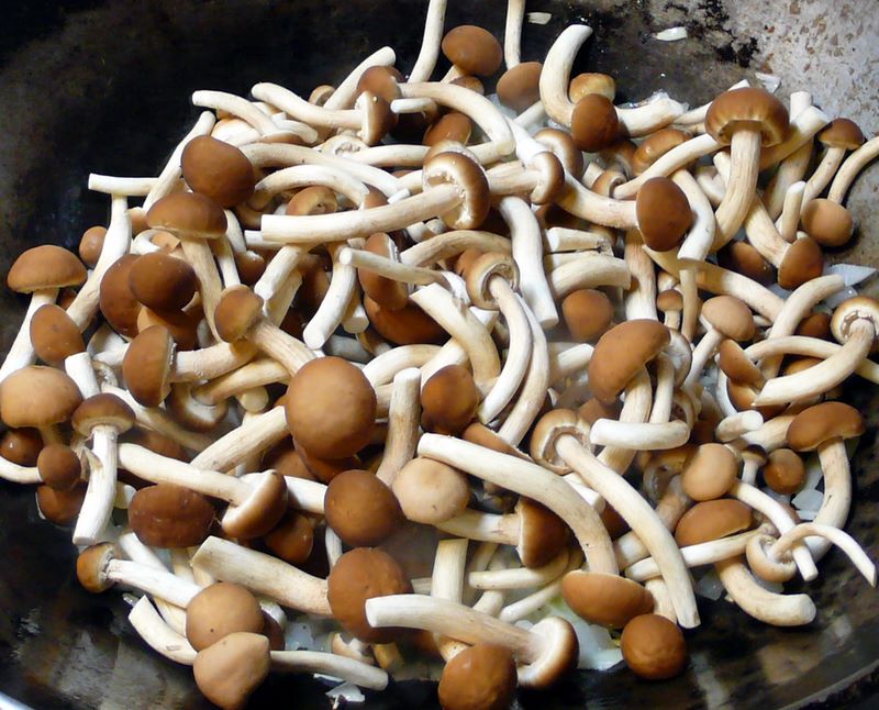 Yanagi_Mutsutake_mushroom_-_152382.jpg - 123.60 kB