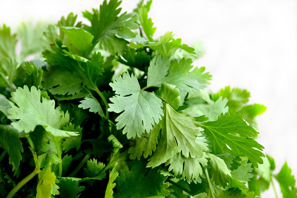 cilantro-152624.jpg - 158.08 kB