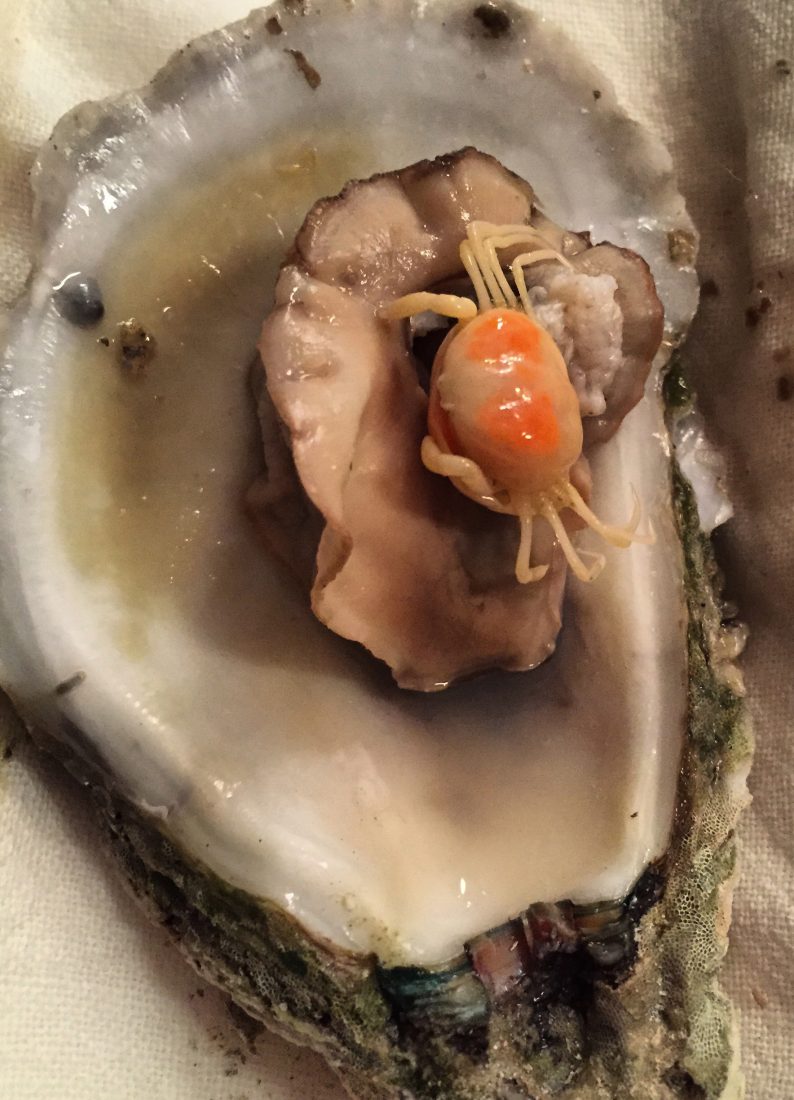 pea-crab-152523.jpg - 128.30 kB